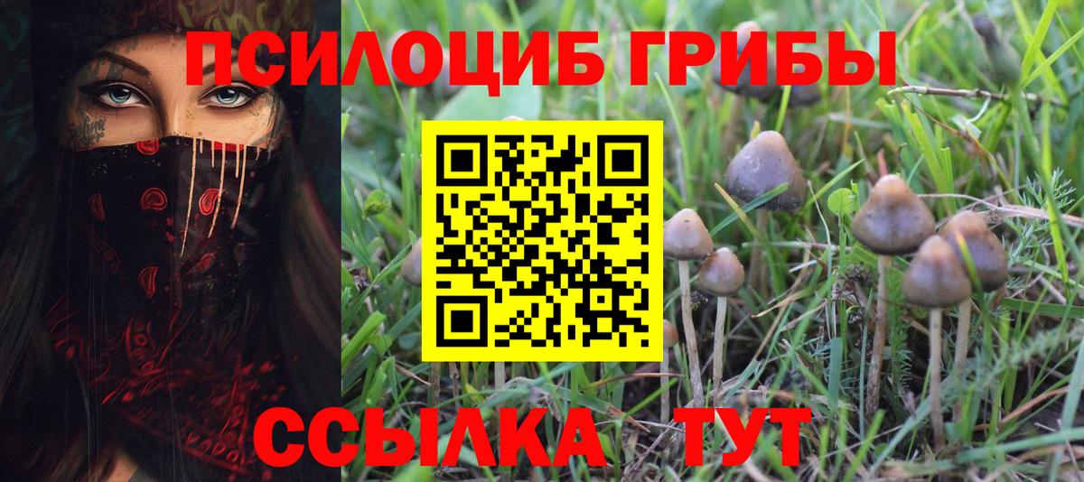 Псилоцибиновые грибы Psilocybe Усть-Лабинск